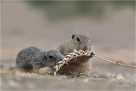 <p>SYSEL OBECNÝ (Spermophilus citellus) --- /European ground squirrel - Europäisches Ziesel/</p>